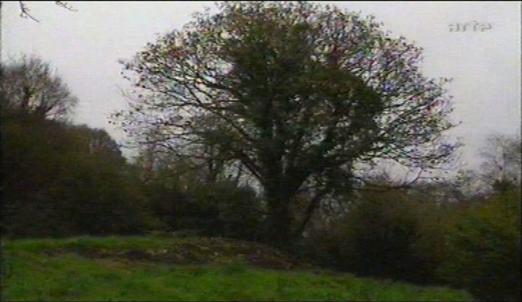 Stein und Baum: keltische Symbole